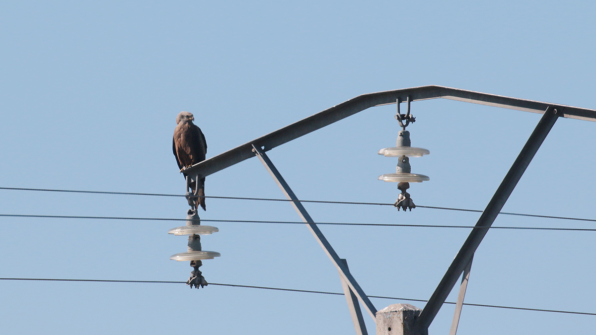 Extremadura - Zwarte wouw